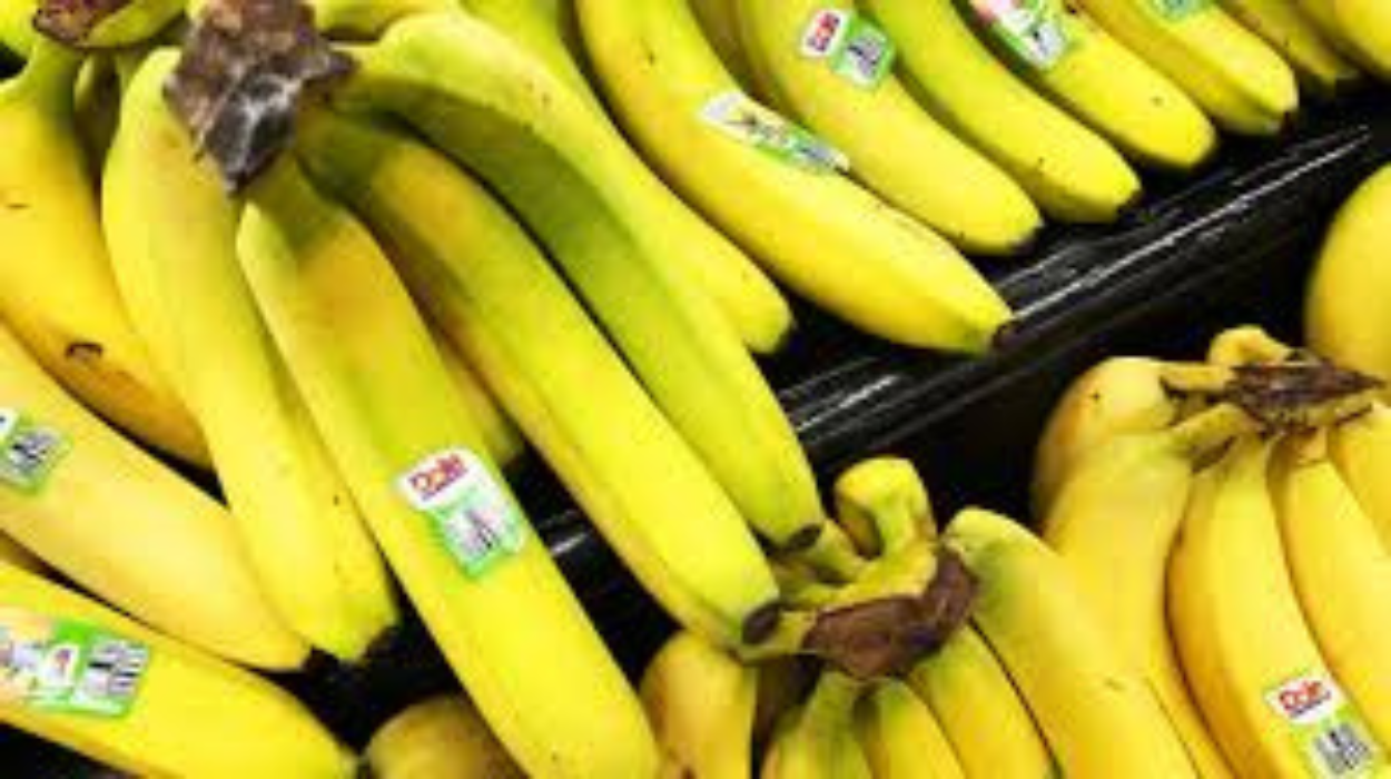 Des employés d'un distributeur de fruits en Norvège ont découvert 147 kg de cocaïne dans des boîtes de bananes