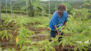 Cultivating health Palau’s fields bring the Healthy Islands vision to life