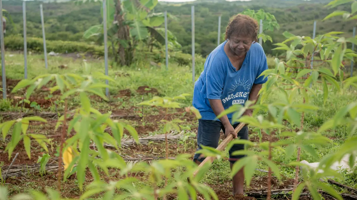 Cultivating health Palau’s fields bring the Healthy Islands vision to life